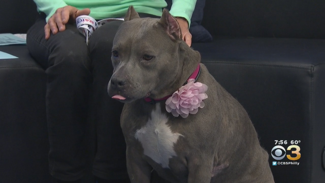 CBS3 Pet Project: Finding The Right Leash, Harness To Dog Walk Safely