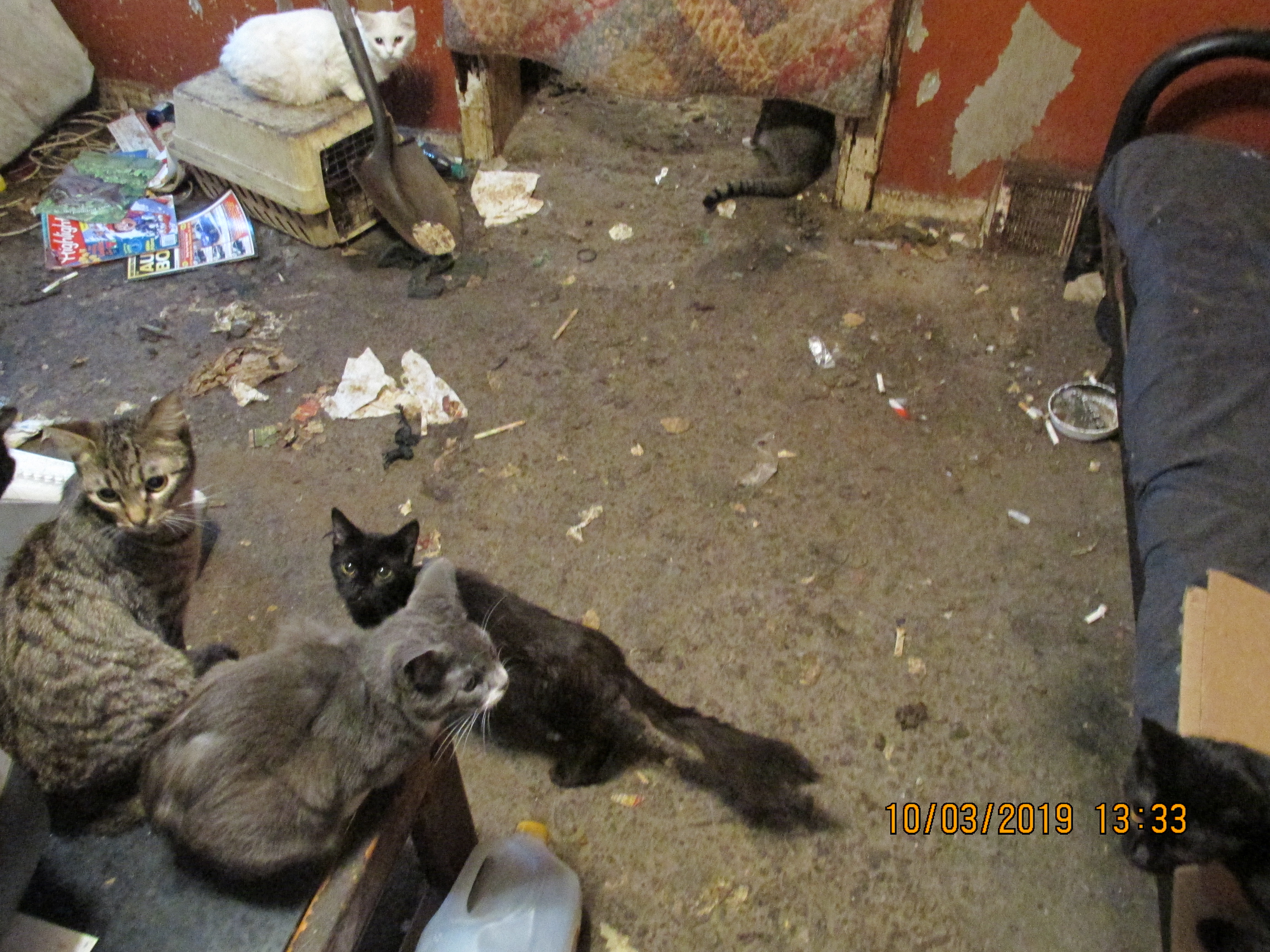 87 Pets Removed From Condemned Home In Phoenixville