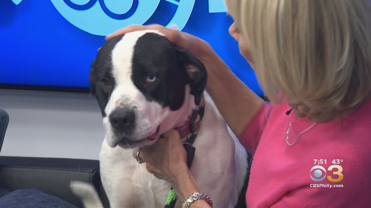 CBS3 Pet Project: Stressed Owners Have Stressed Dogs