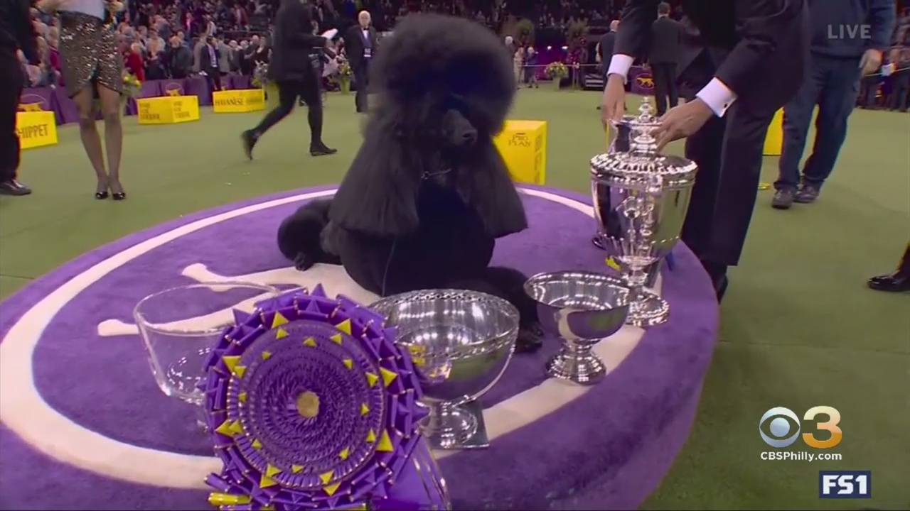 Standard Poodle From Northampton County Wins Best In Show At Westminster