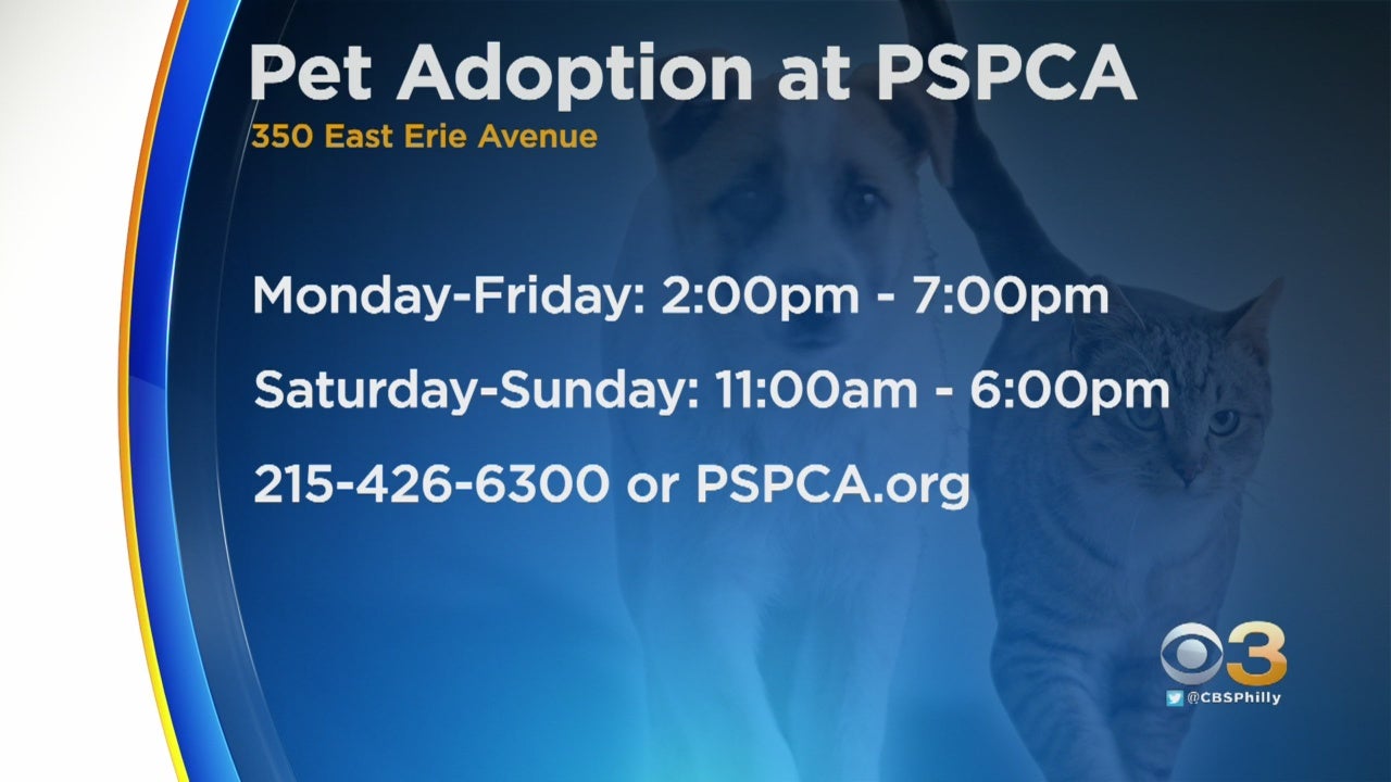 Spca near me erie hot sale ave