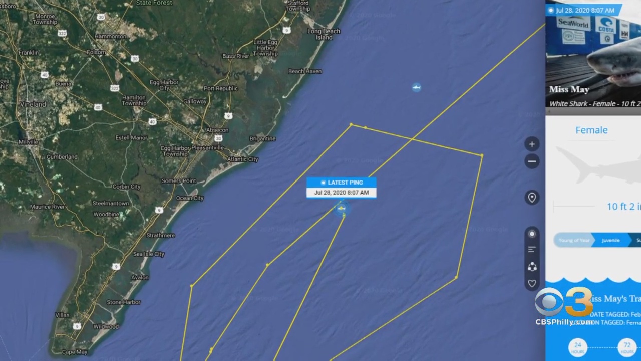 Great White Shark 'Miss May' Pings Off Coast Of Atlantic City