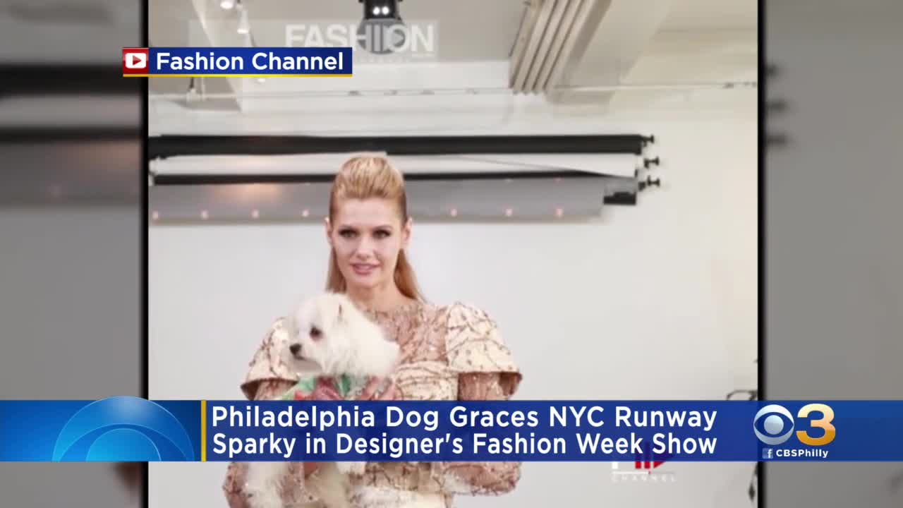 Sparky the dog Philadelphia Dog Graces New York Fashion Week Runway