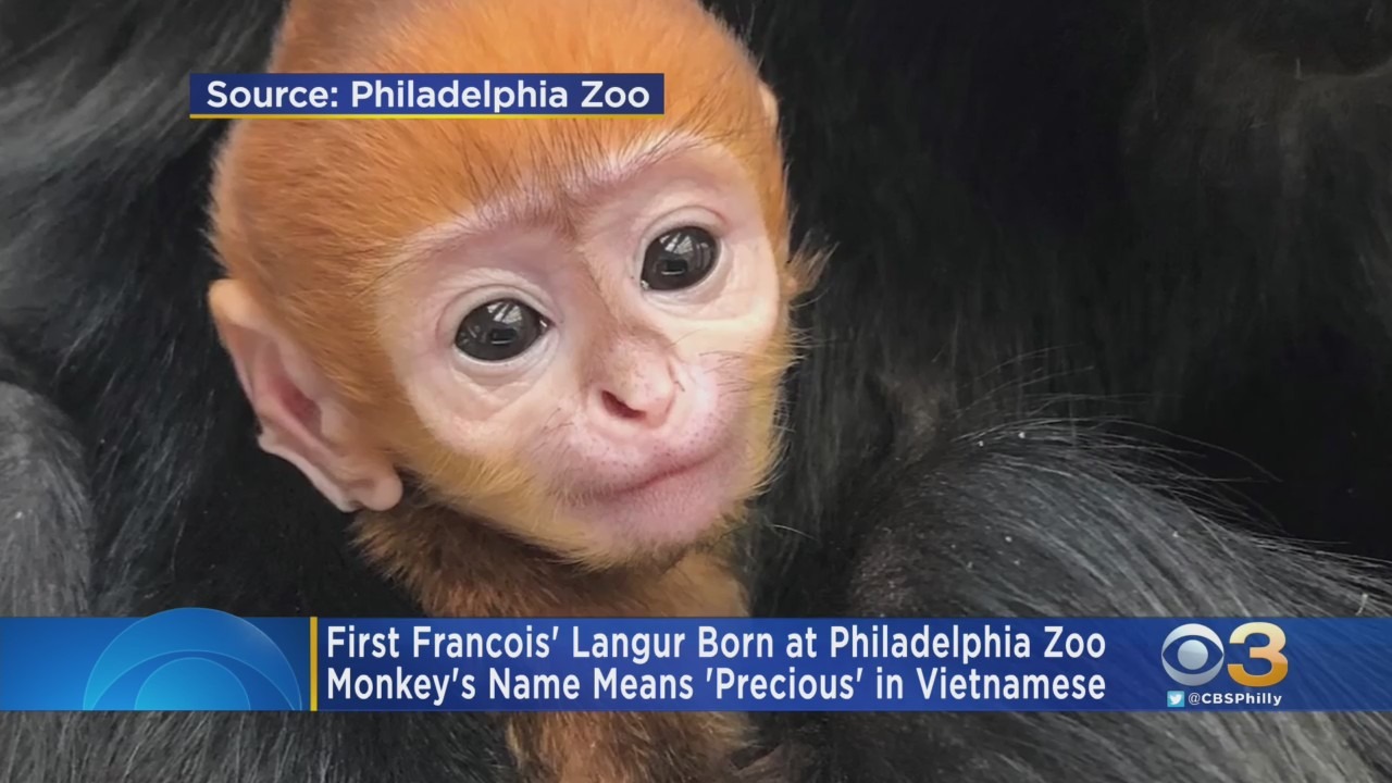 Philadelphia Zoo Welcomes Adorable Baby Monkey