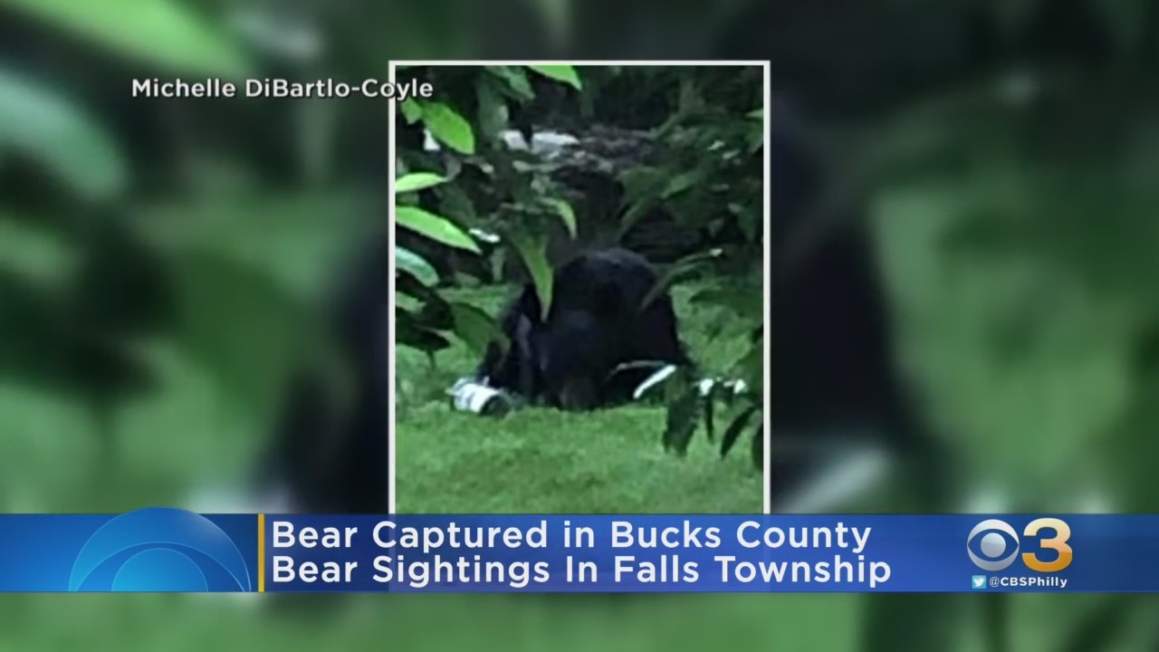 Bear Captured In Bucks County After Several Sightings In Area