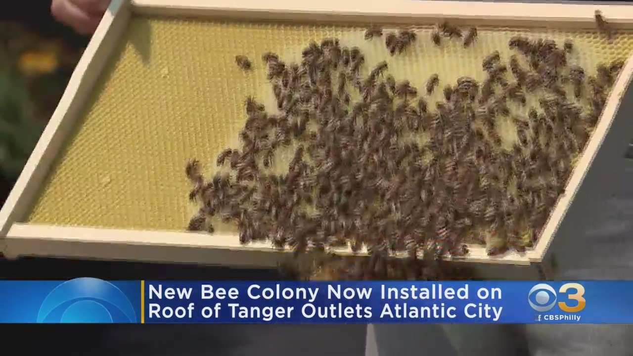 New Bee Colony Installed On Roof Of Tanger Outlets Atlantic City