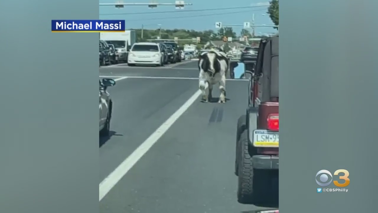 WATCH: Escaped Bull Makes Its Way Through Traffic In Hilltown Township, Bucks County