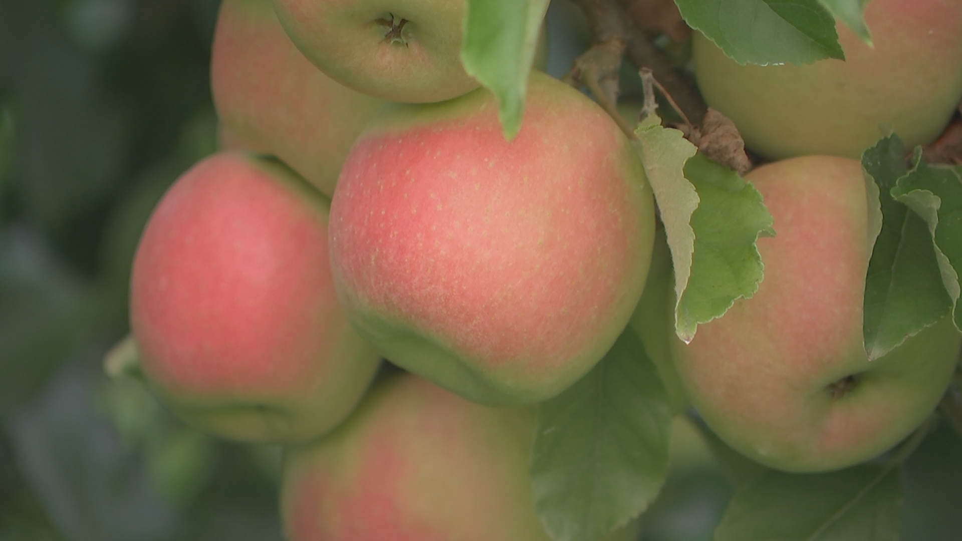 linvilla apple picking delaware county