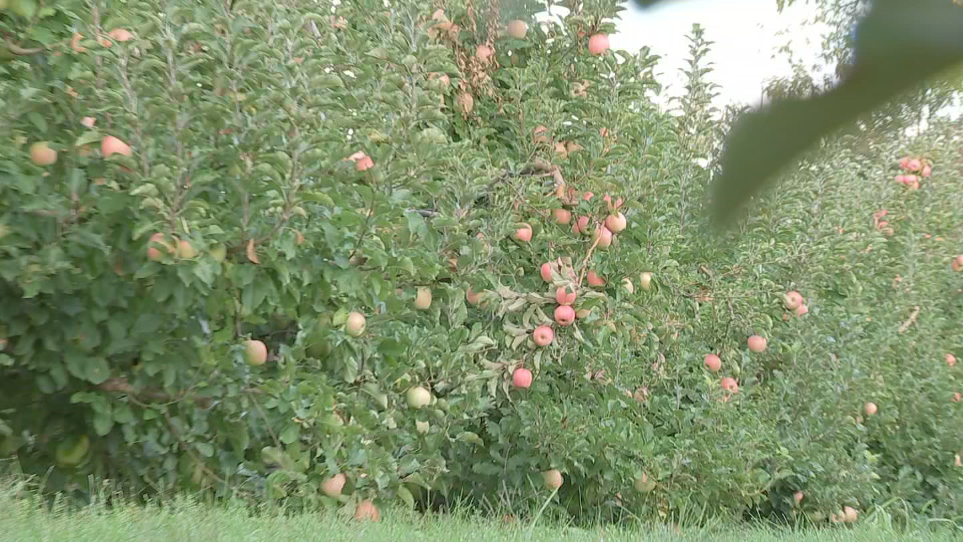 linvilla apple picking delaware county