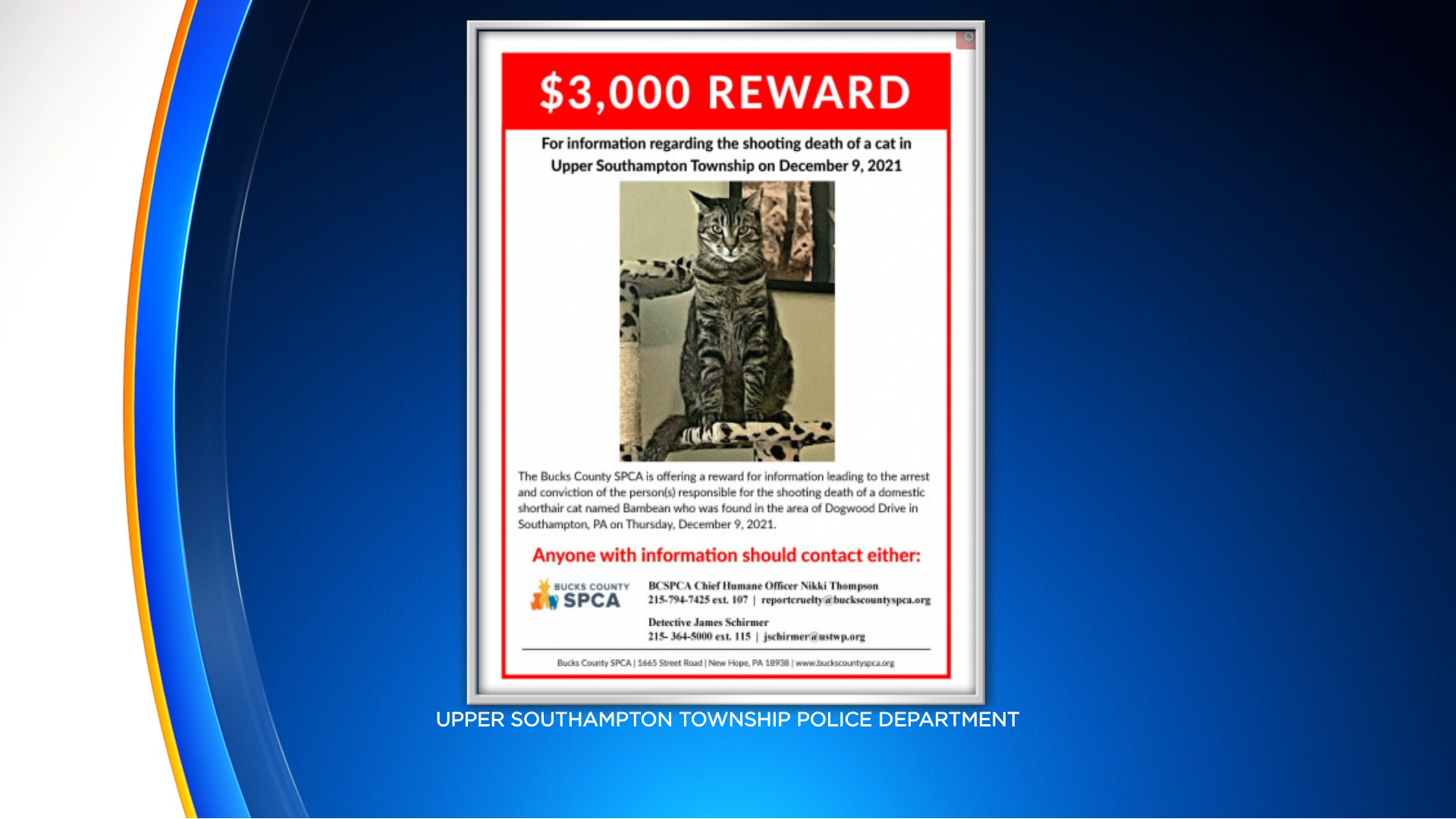 Bucks County SPCA Offering $3,000 Reward After Cat Was Shot, Killed In Upper Southampton Township