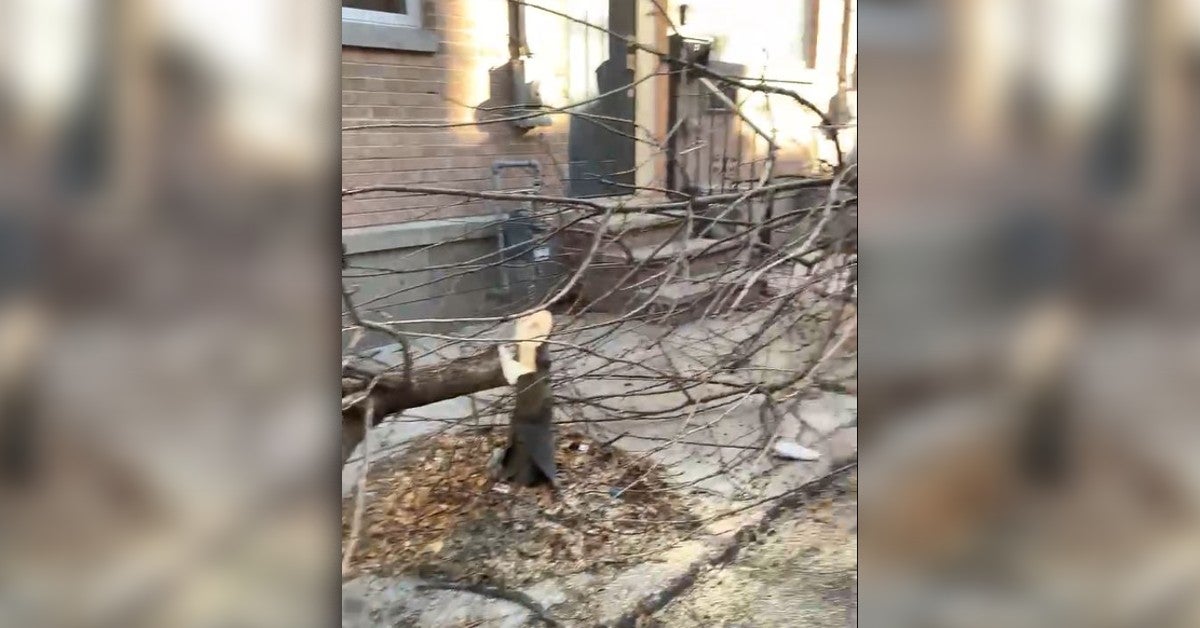Philadelphia Police Investigating Vandalism In Point Breeze After Suspects Cut Down 3 Trees With Chainsaws