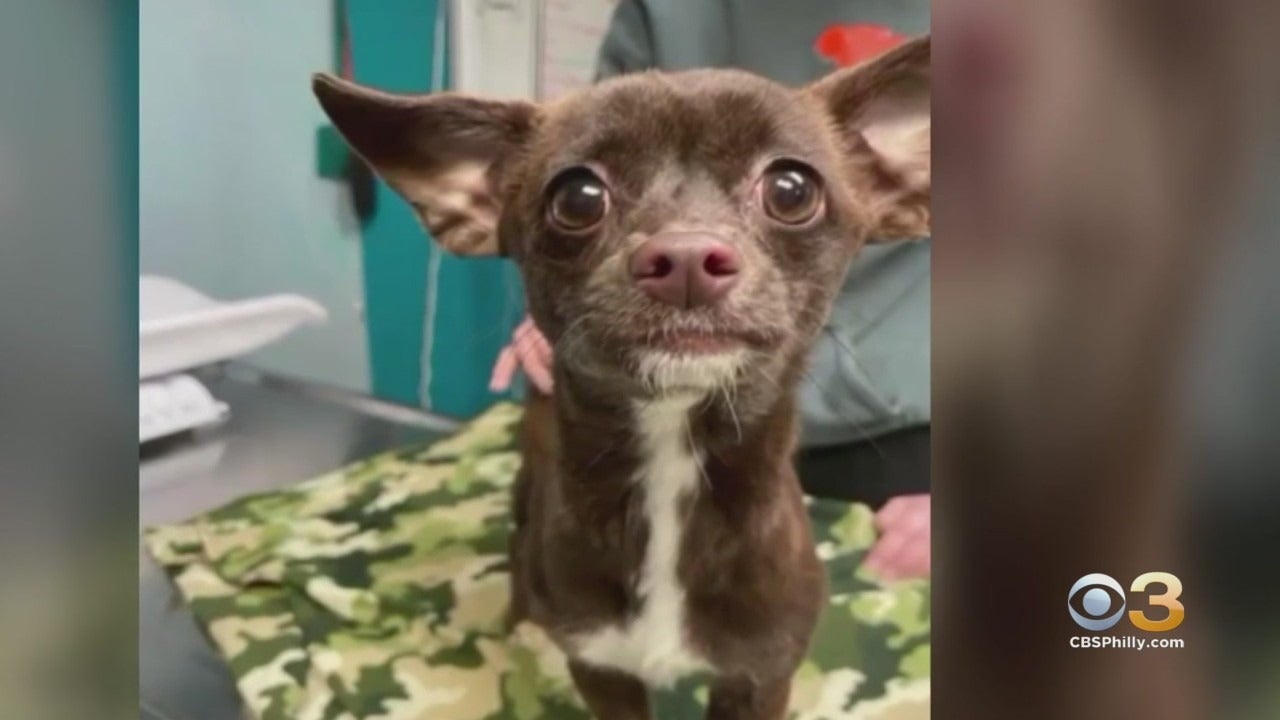 South Jersey Regional Animal caring for Chihuahua that was found tied up  inside bags - 6abc Philadelphia