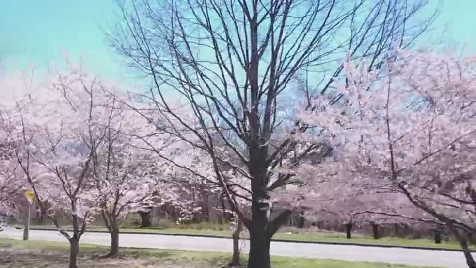 Fairmount Park's Cherry Blossoms Expected To Reach Peak Bloom In Early April