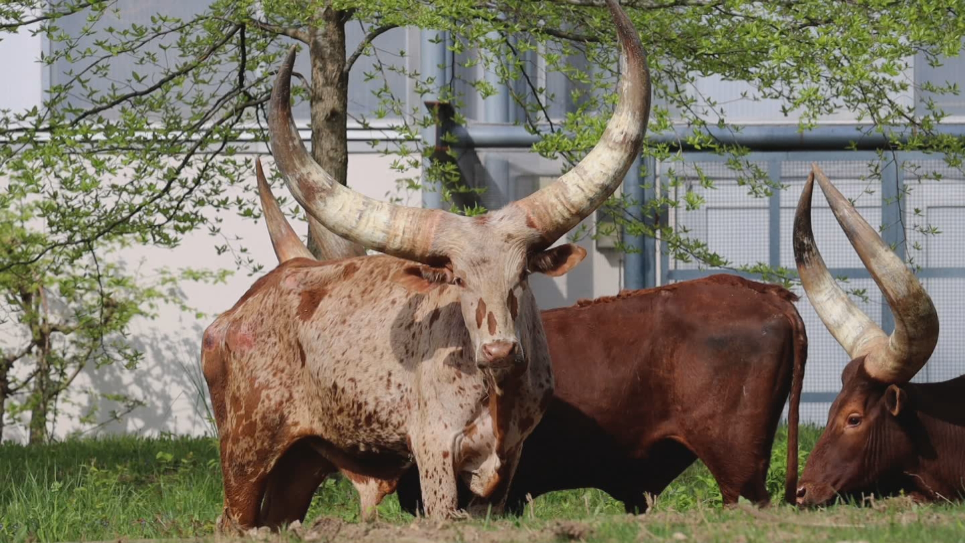 Philadelphia Zoo Welcomes 3 Ankole-Watusi For First Time Ever