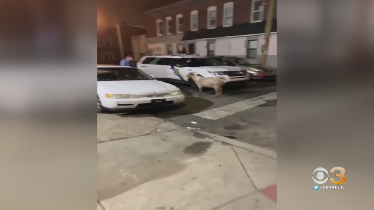 WATCH: Philadelphia Police Wrangle 2 Goats In Kensington