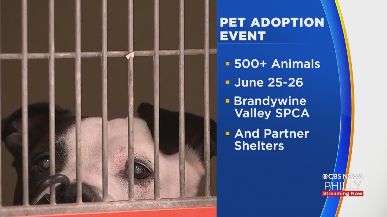 Brandywine SPCA Mega Adoption