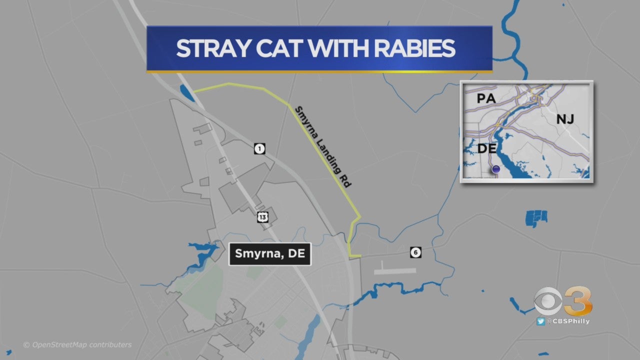 Stray cat tests positive for rabies in Hamilton, NJ after bite