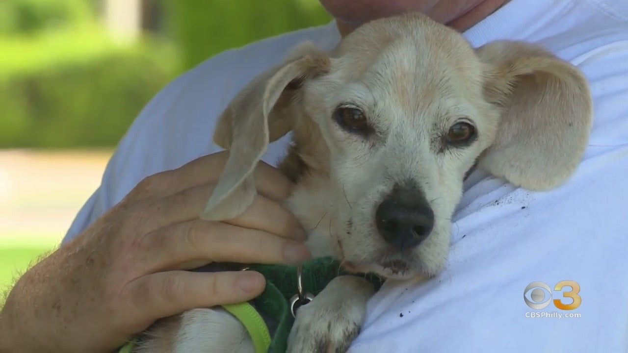 Here's How To Help Your Pet Stay Calm, Safe During Fourth Of July Fireworks