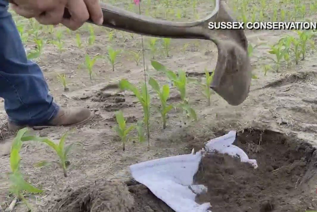 Why Some Delaware Farmers Are Burying Underwear In Soil - CBS Philadelphia