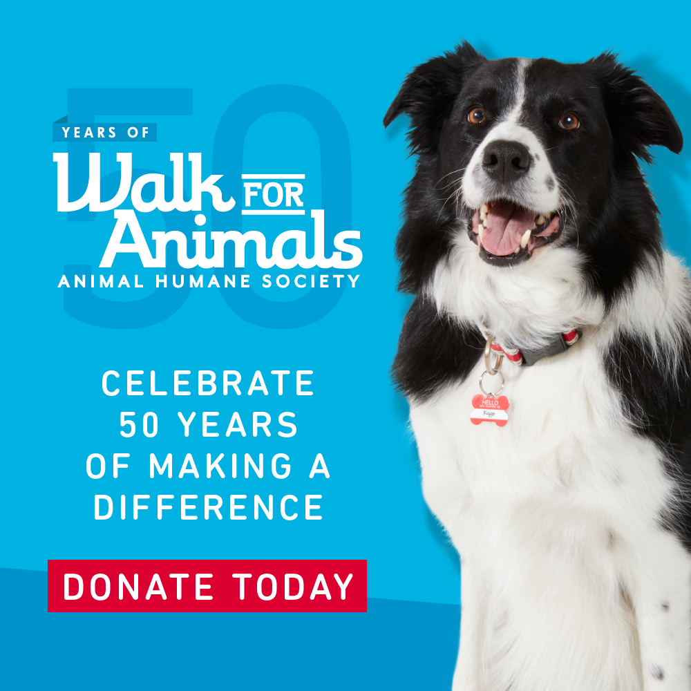 Animal Humane Society Hosts Virtual 'Walk For Animals' - CBS Minnesota