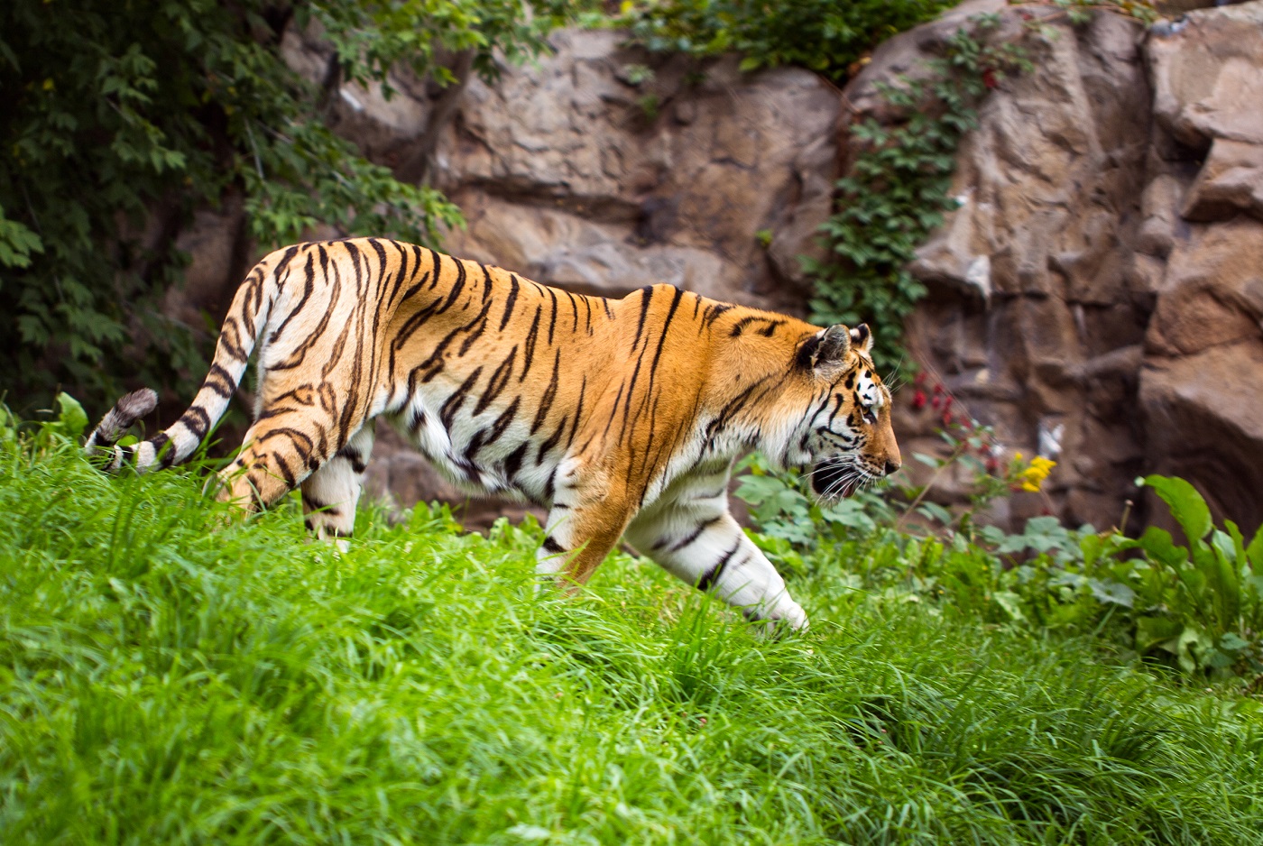 Como Zoo Tiger Euthanized Due To Bone Cancer - CBS Minnesota