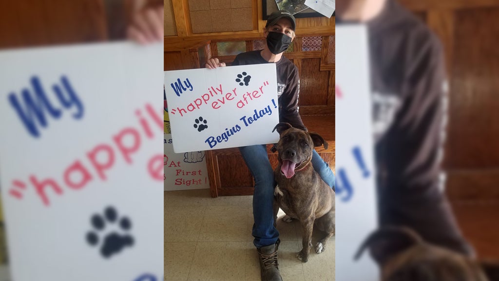 3YearOld Pit Bull Terrier Finds New Home, Adopted After Spending 824