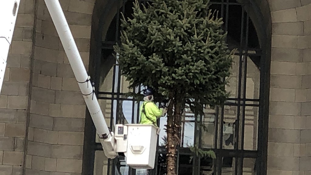 CityCounty Building Christmas Tree Cut Down CBS Pittsburgh