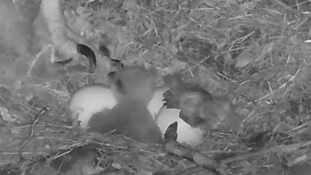Second Eaglet Of 2022 Hatches In Hays' Bald Eagles Nest CBS Pittsburgh