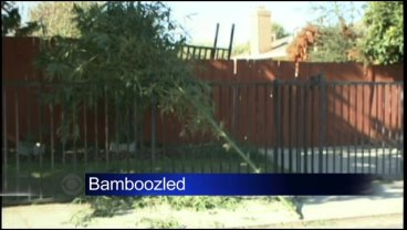 Stolen Bamboo