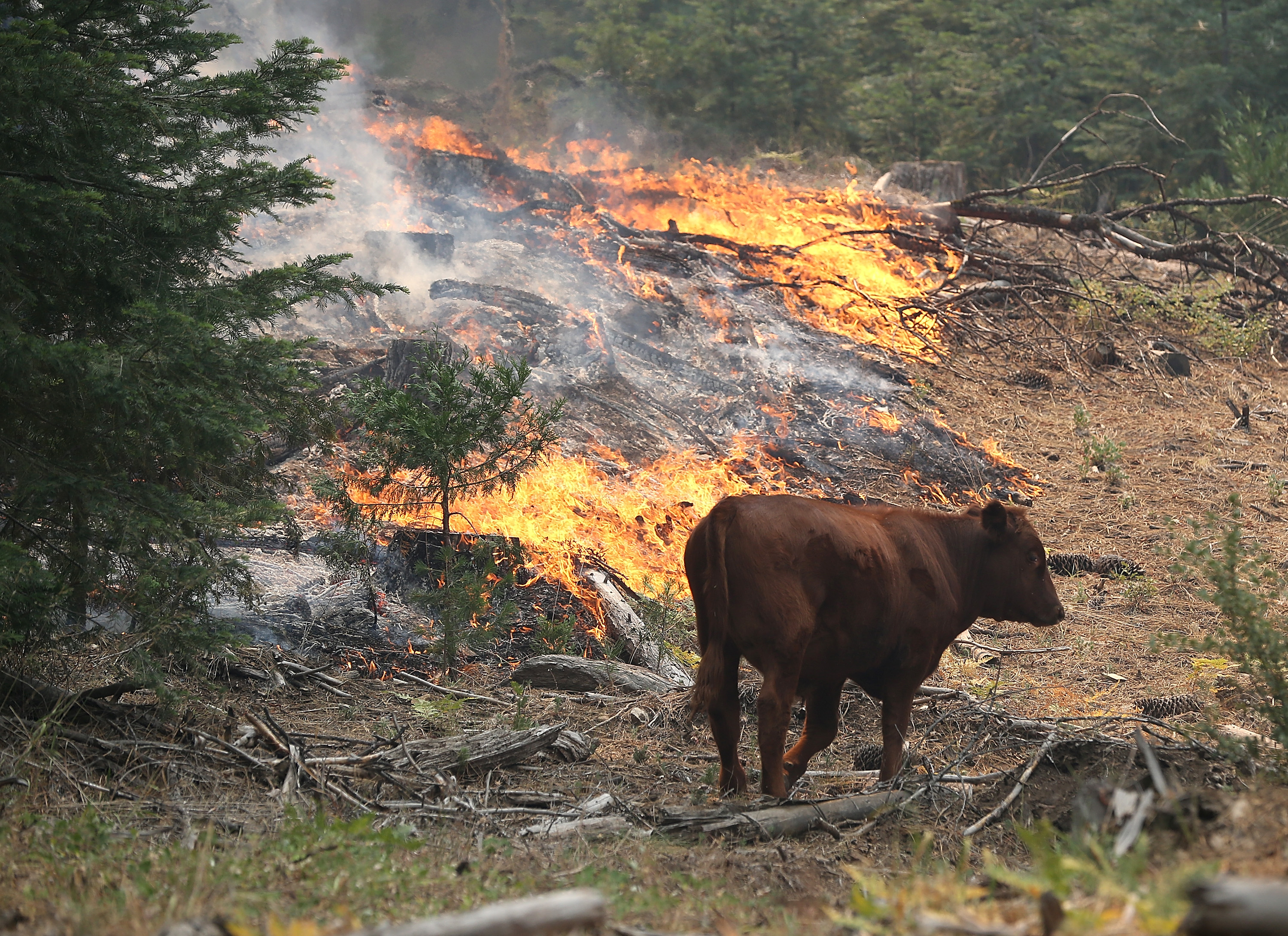 Горящий лось. Пожар в лесу животные. Животные в пожаре. Горящий лес с животными. Пожар в лесу и звери.
