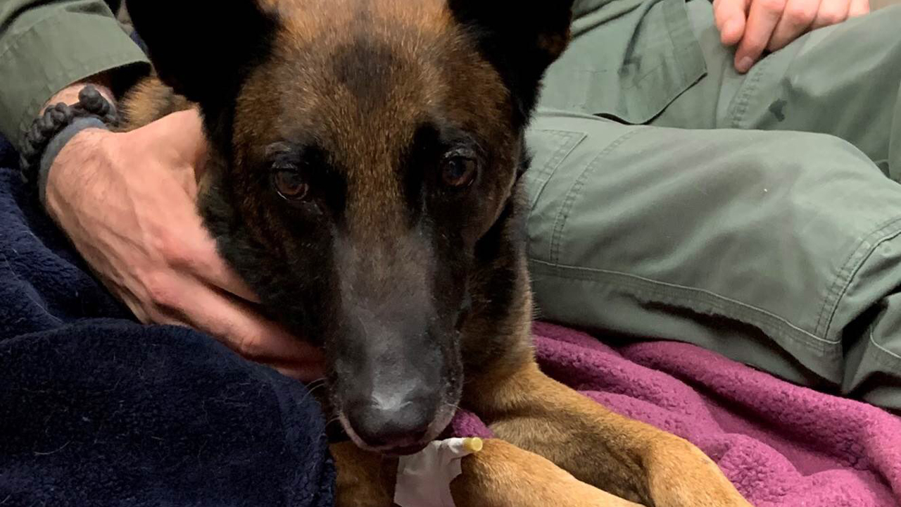 K9 Eros is recovering after the shooting. (Credit: Placer County Sheriff's Office)