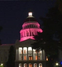 capitol T pink