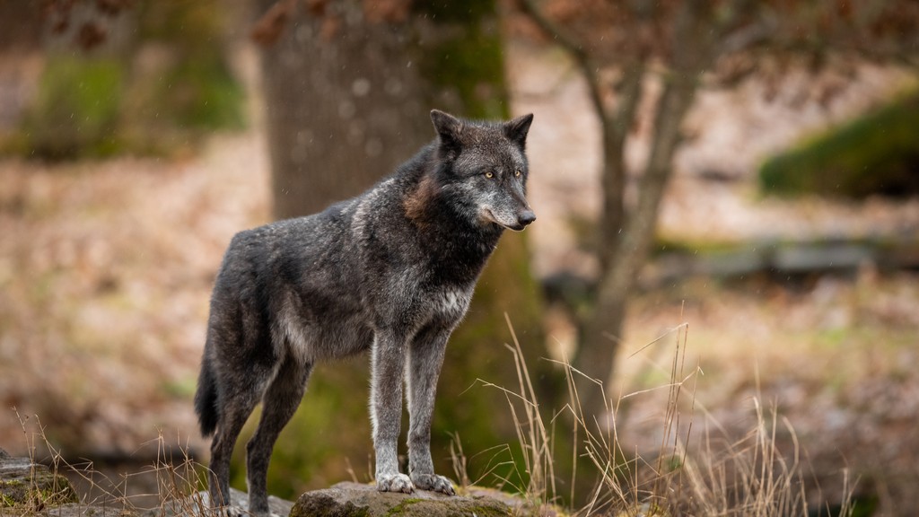 (Credit: Frenchwildlifephotograher/ Shutterstock.com)