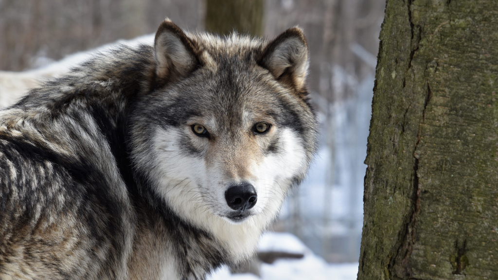 Wolf's Comeback In US Triggers Debate On Protection Levels - CBS Detroit