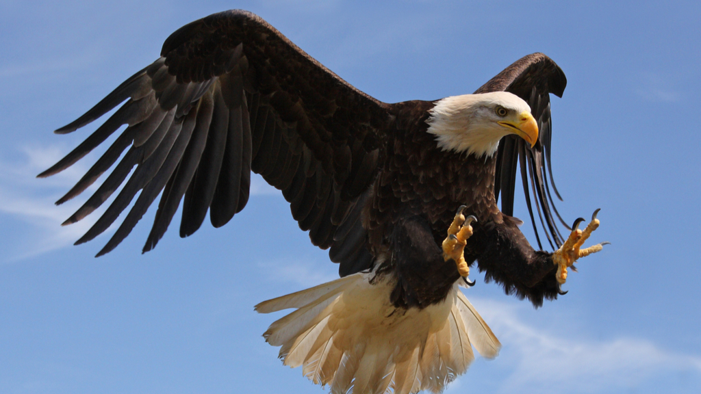 Bald Eagle Attacks State Drone Sending It To The Bottom Of Lake Michigan -  CBS Detroit