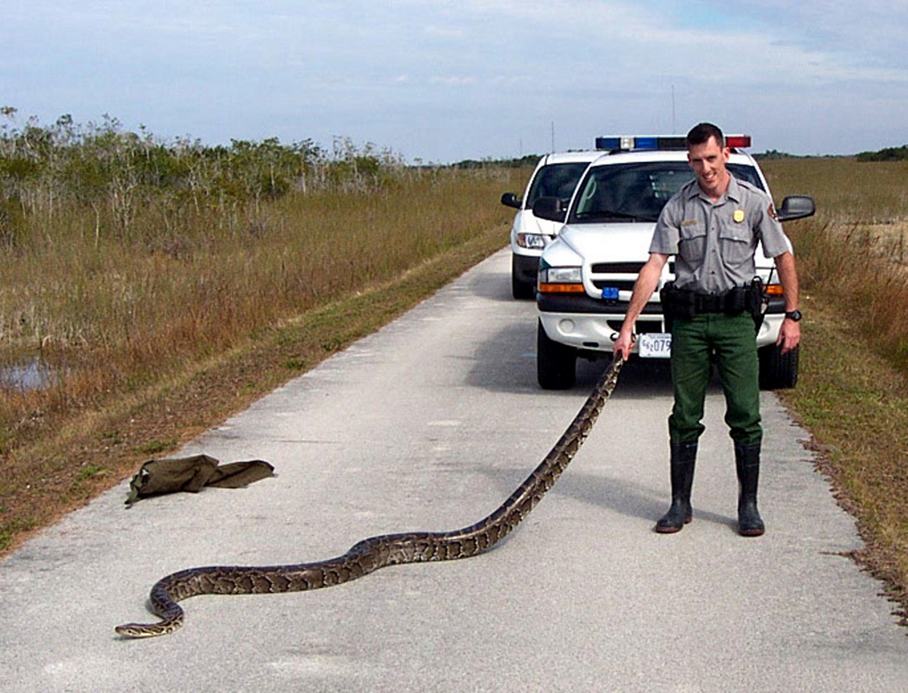 Дорога змейка. Эверглейдс Флорида питоны. Бирманский питон во Флориде. Парк Эверглейдс питоны. Огромные змеи.