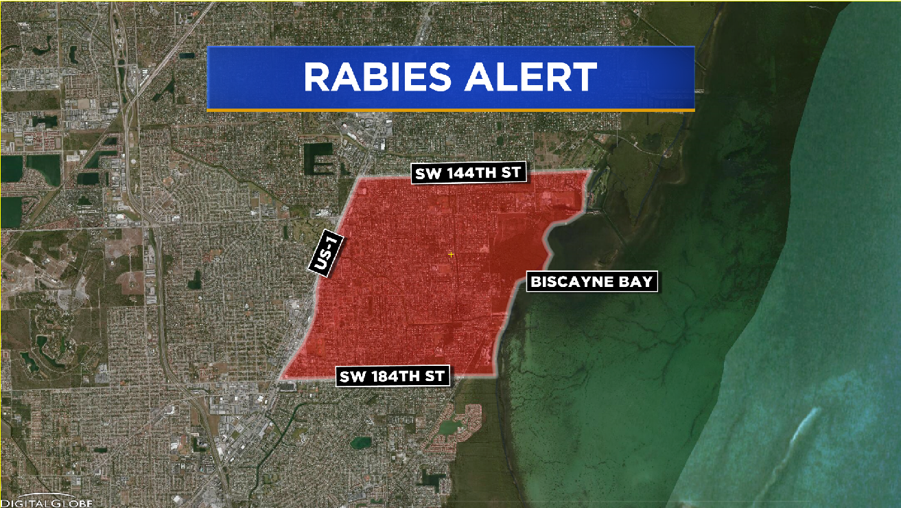 One Of Four South Florida Rabies Alerts Now Lifted - CBS Miami