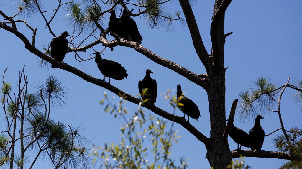 Vultures fall migration to Florida, known for puking for protection