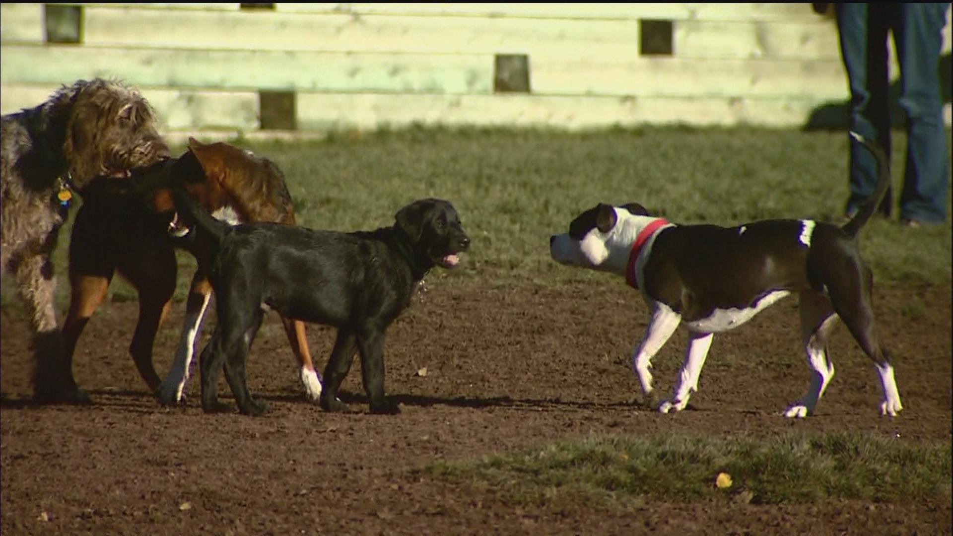 Dogs at a park in Breckenridge (credit: CBS)