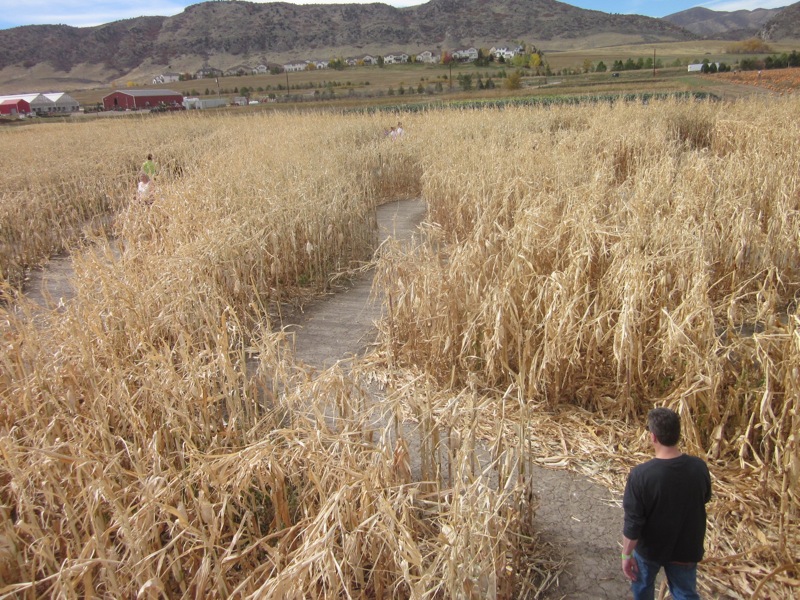 Top Corn Mazes Near Denver Cbs Colorado