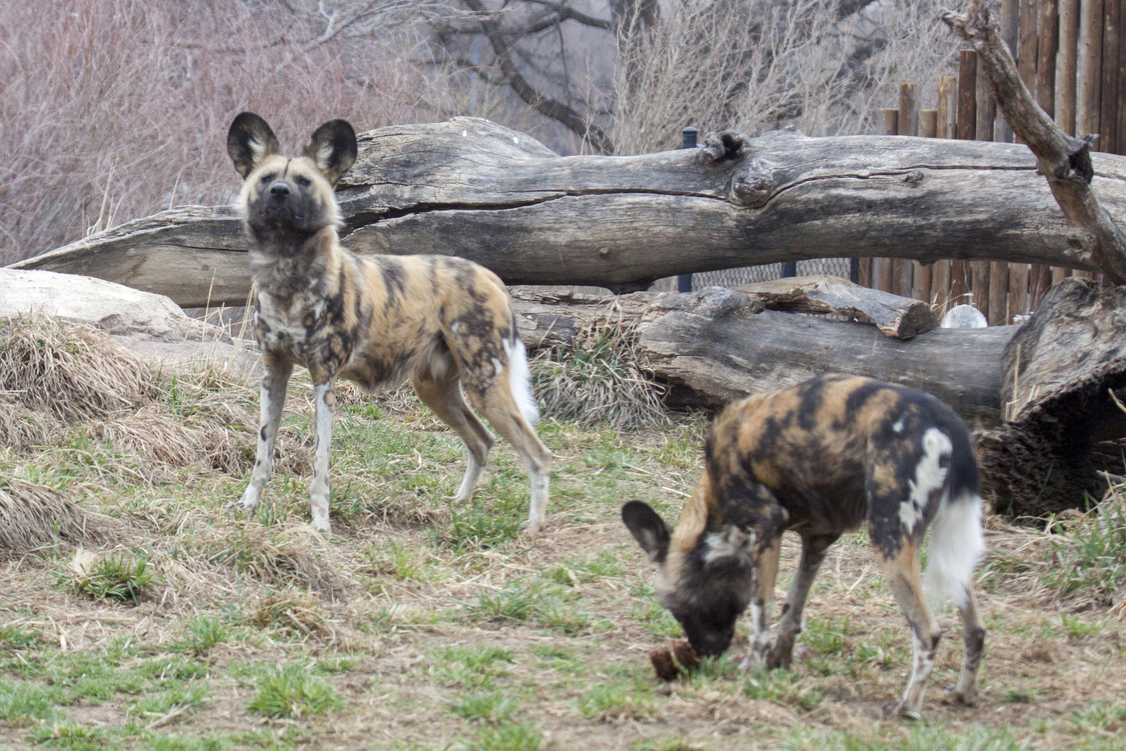 Jesse and Taco, two new African wild dogs at the Denver Zoo (credit: Denver Zoo)