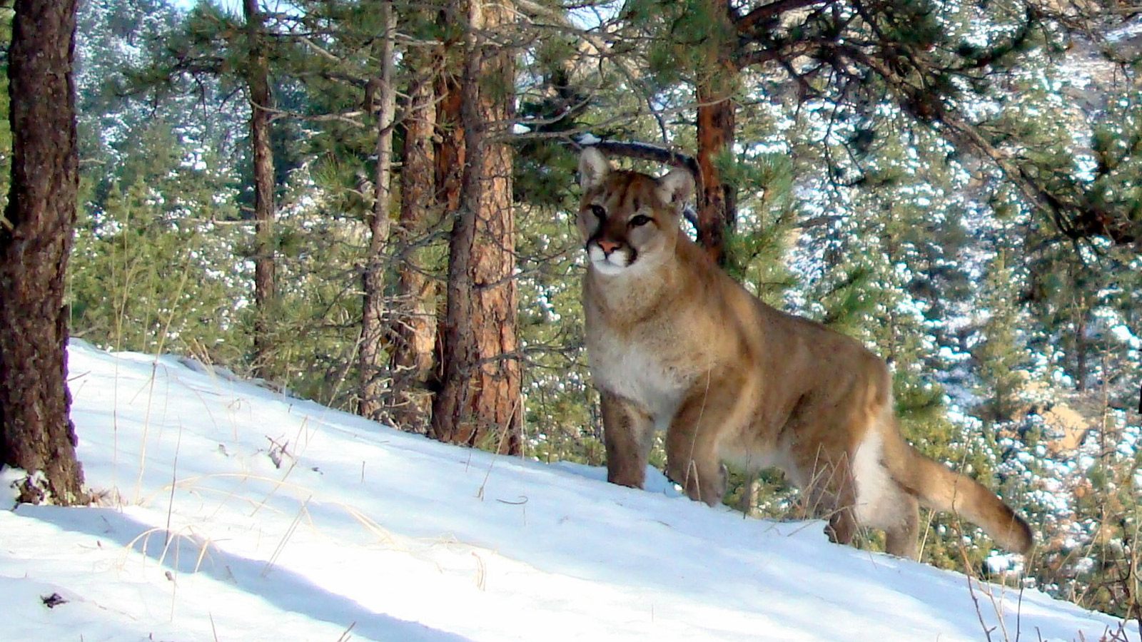 lion in snow Mountain Lion Sightings On The Rise In Colorados High Country