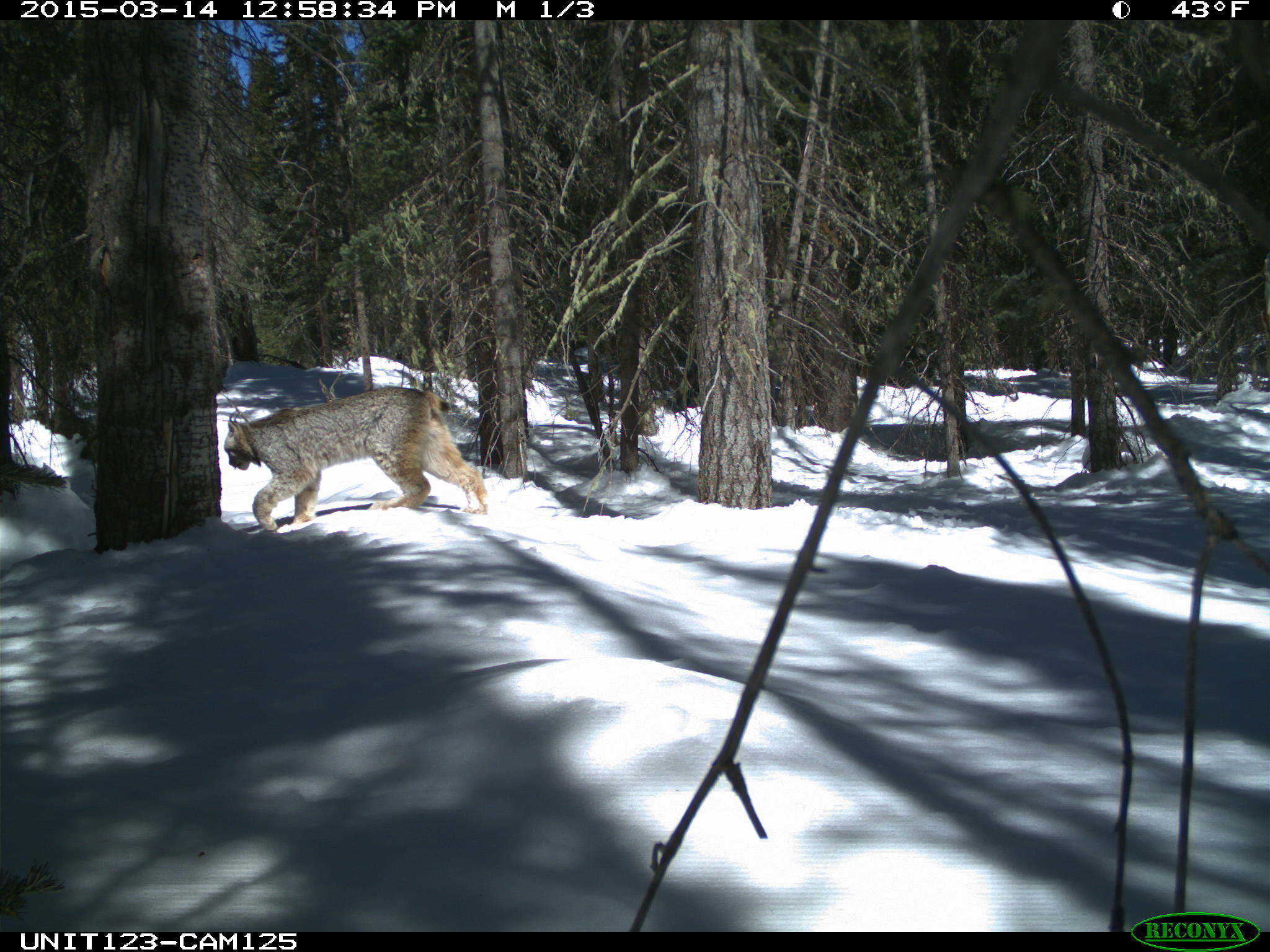 Rare Photos Of Colorado Lynx Captured By Automated Cameras