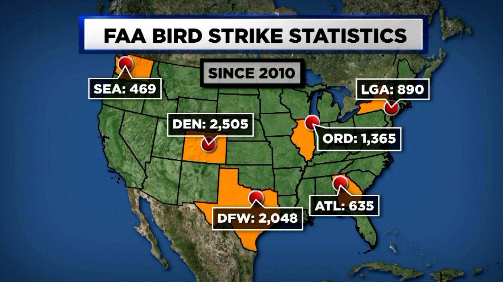 Bird Strikes Statistics