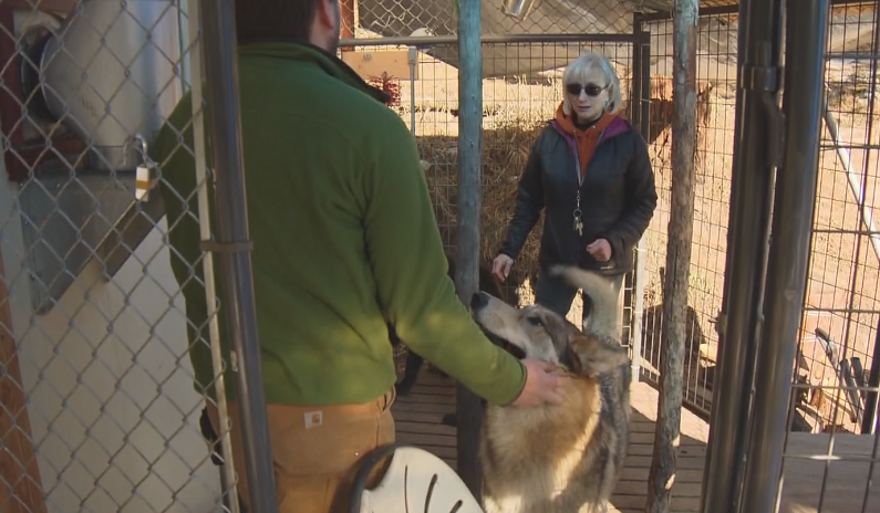 Wolf Sanctuary's Move Leaves New Neighbors Howling - CBS Colorado