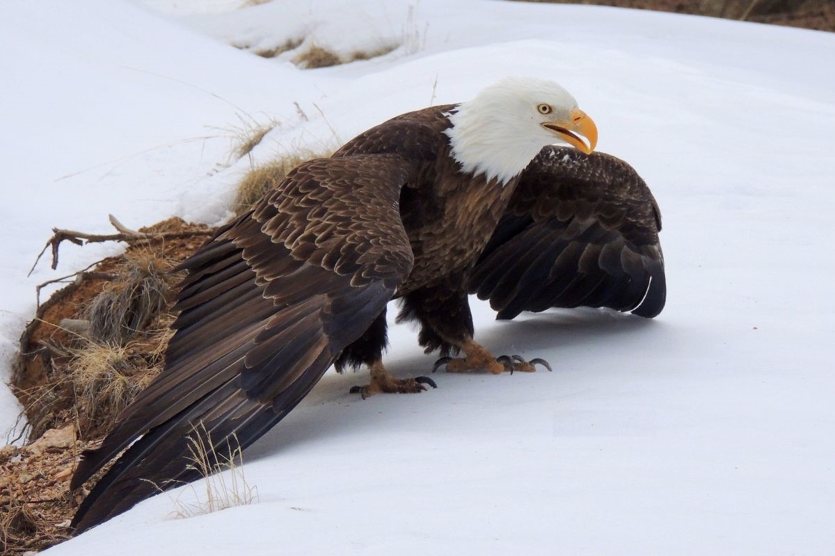 Лилия bald eagle фото