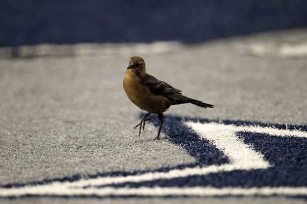 ARLINGTON, TX - OCTOBER 31:  A bird walks on the logo of the Dallas Cowboys star in the endzone against the Jacksonville Jaguars at Cowboys Stadium on October 31, 2010 in Arlington, Texas.