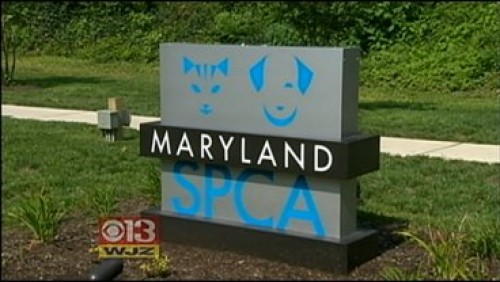 Maryland SPCA, SPCA