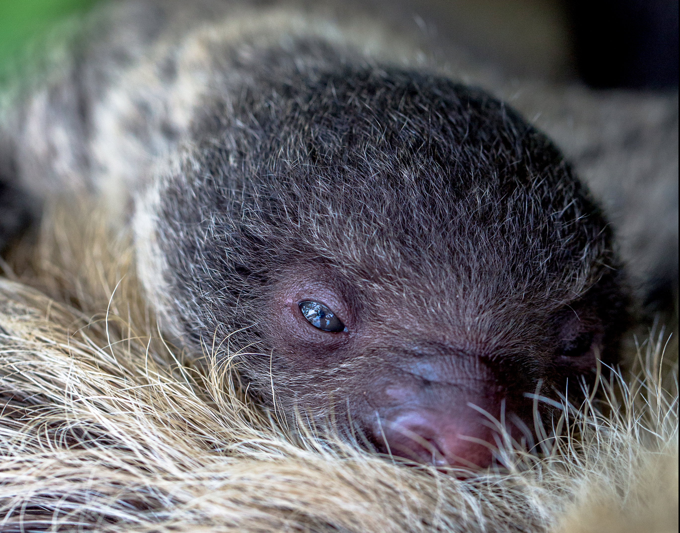 baby sloth 1