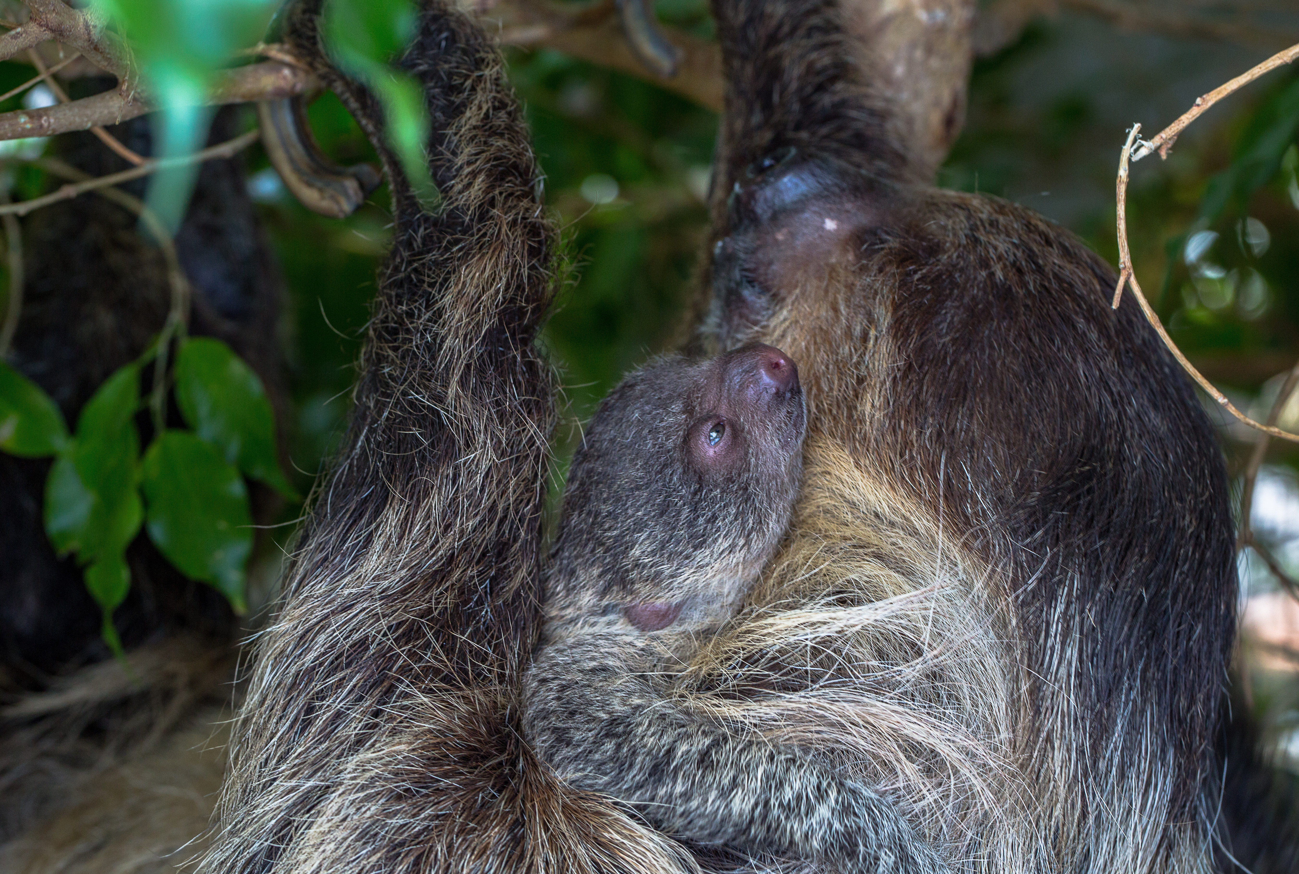 baby sloth 2